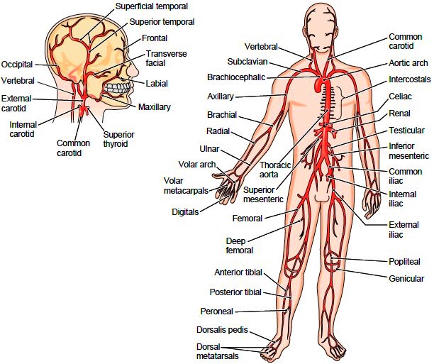 all arteries of the systemic circulation branch from the aorta